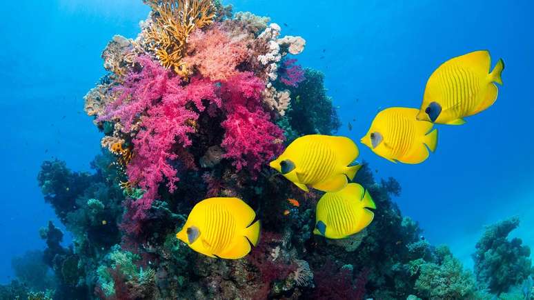 Além de provocar aumento das temperaturas dos oceanos, aquecimento global ativa série de processos que estão reduzindo nível de oxigênio nos mares