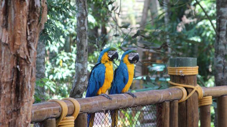 Monitores do Animália Forest ensinam sobre as diferentes espécies do aviário e demonstram as formas adequadas de interagir com as aves