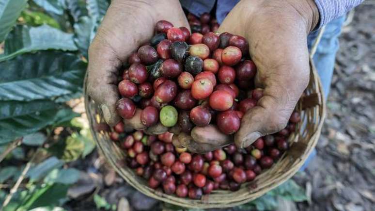 Os frutos do café dão num pequeno arbusto originário da Etiópia