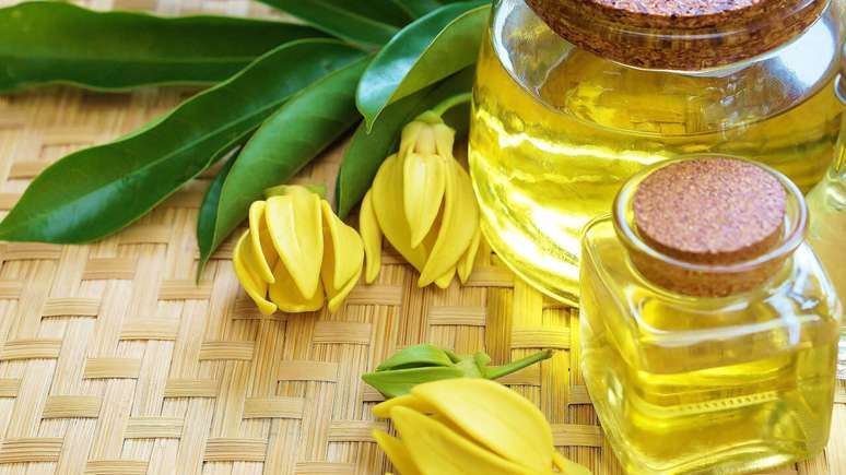 Conheça os benefícios do Ylang Ylang -