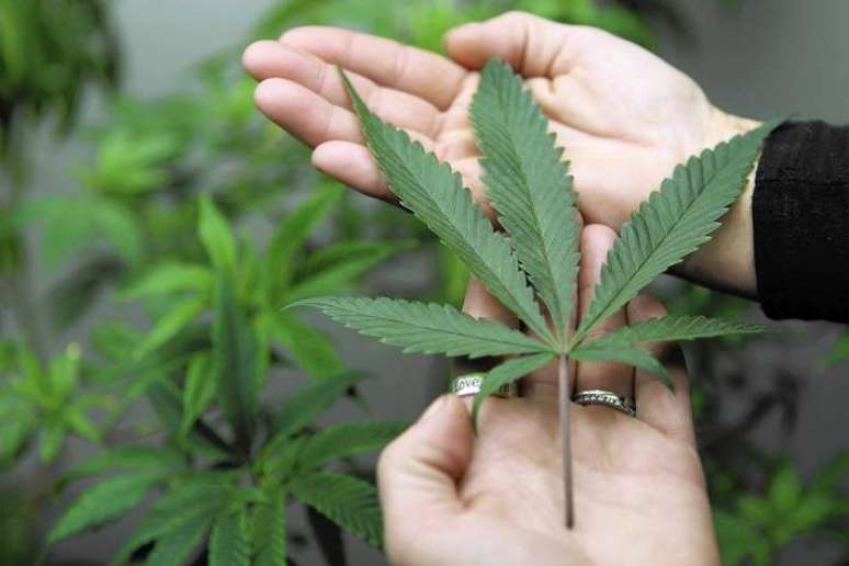 Marijuana: Anvisa strengthens the rule that prohibits importation in kind for medicinal use