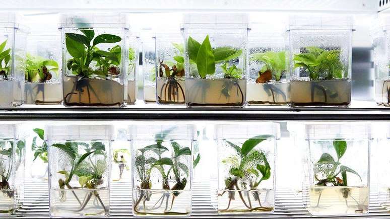 A Neoplants alterou geneticamente algumas plantas