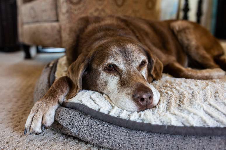 Cães idosos são mais sensíveis ao calor e ao frio e ficam mais letárgicos 