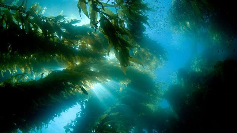 The heat wave contributes to the proliferation of invasive species The heat wave contributes to the proliferation of invasive species