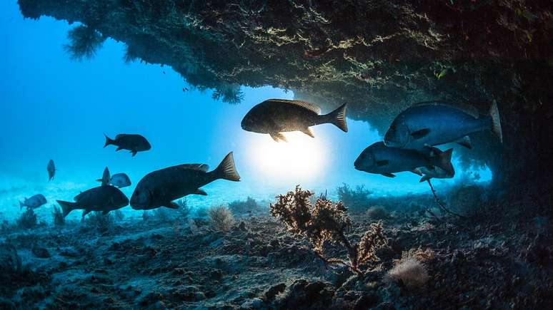 Heatwaves at sea could have a serious impact on fisheries, say researchers Heatwaves at sea could have a serious impact on fisheries, say researchers