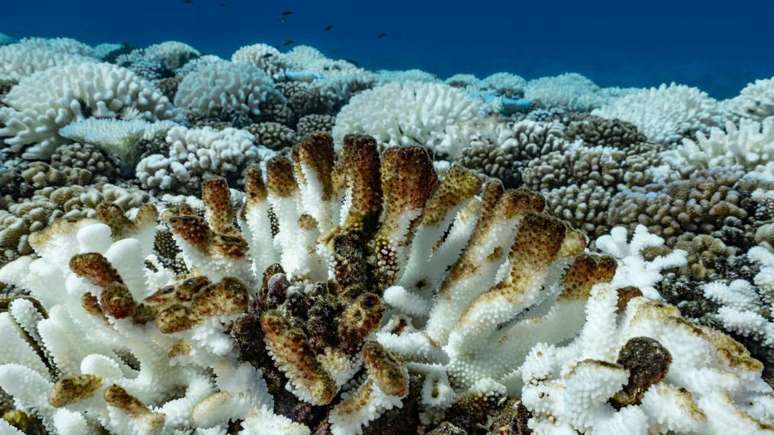 The heat of the water causes coral bleaching The heat of the water causes coral bleaching