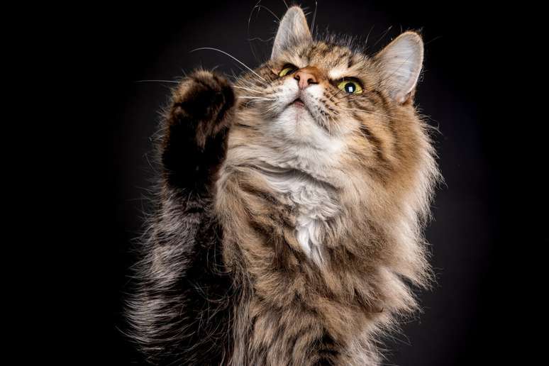 Gato noruegu&ecirc;s da floresta&nbsp;&eacute; afetuoso 