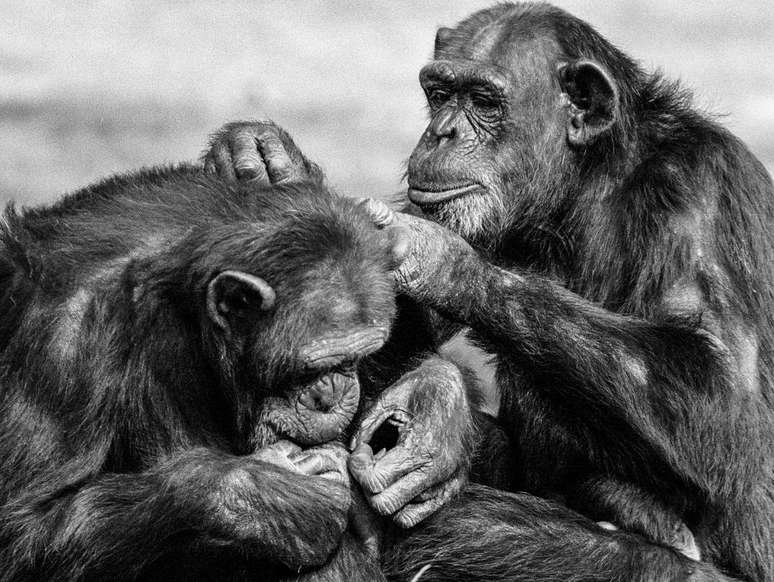 Duas fêmeas chimpanzés fazem a 'catação'