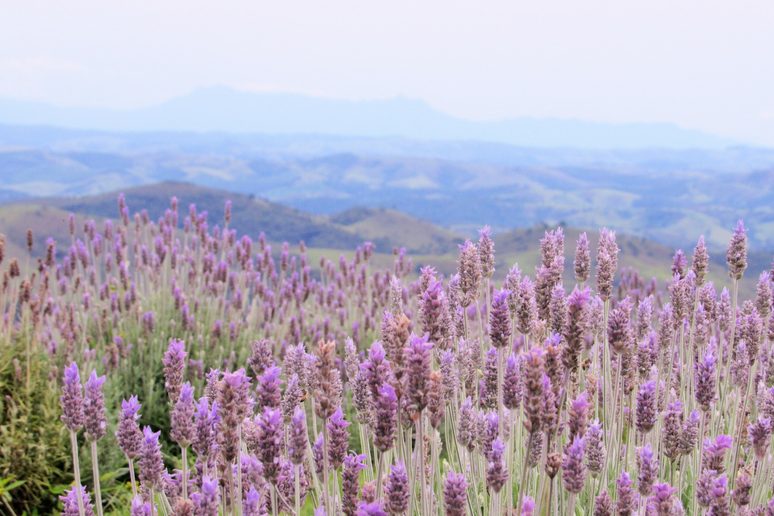 Campo de lavanda de Cunha 