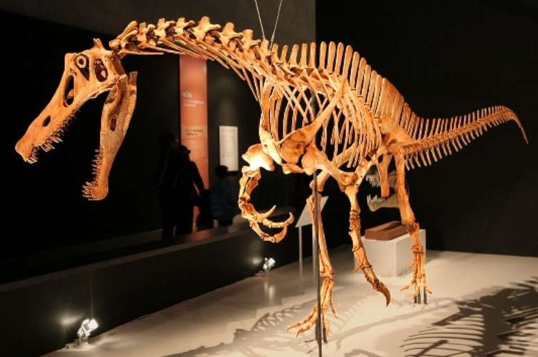 Irritator challengeri foi comprado pelo Museu Estadual de História Natural de Stuttgart