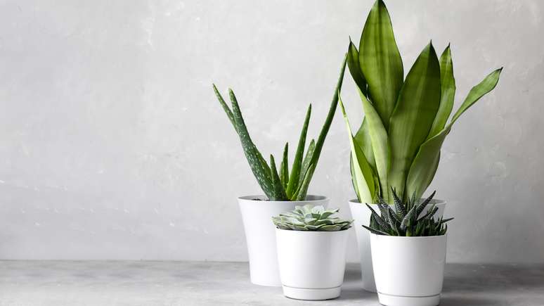 Decore sua casa com essas plantas -