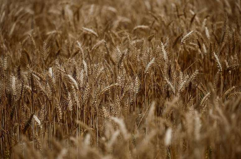 O El Niño vem afetando a produção de trigo na Austrália desde 1980
