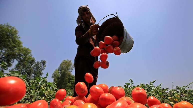 Agricultor paquistanês trabalha em uma fazenda de tomates; o Paquistão está entre os 20 países sob risco de chuvas excessivas devido ao El Niño