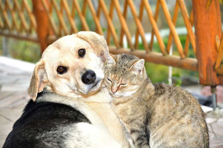 Os vira-latas tamb&eacute;m precisam tomar todas as vacinas recomendadas 