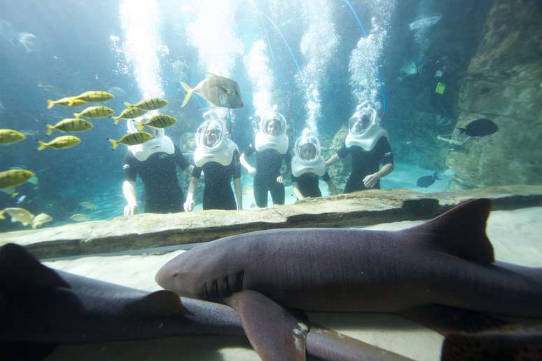 No SeaVenture você fica no mesmo ambiente dos peixes e arraias, mas os tubarões ficam separados por um vidro