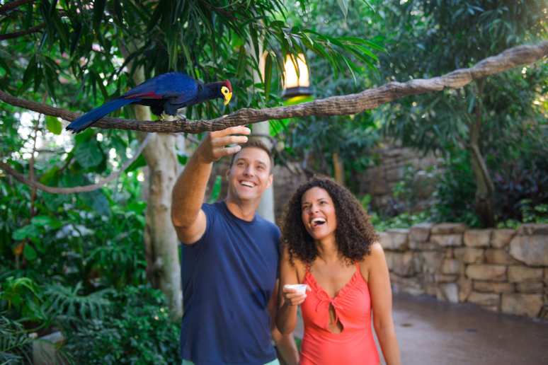 Potinhos de comida ficam à disposição para alimentar os pássaros vivem no Explorer's Aviary