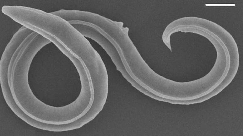 Não é a primeira vez que um nematoide é revivido, mas é a primeira que isso acontece depois de um período de dormência tão longo
