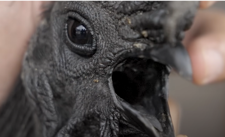 Galinhas e galos da espécie Ayam Cemani são raros e custam caro