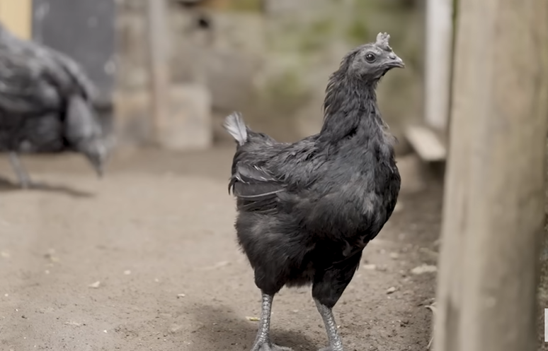 Uma galinha saudável da raça rara bota cerca de 100 ovos por ano, 40% a menos do que a maioria das galinhas poedeiras produzem. 