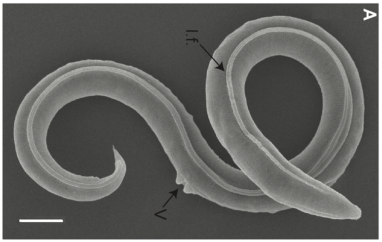 Verme de 46 mil anos foi "reanimado" por cientistas 