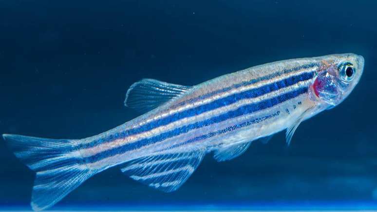 Molécula descoberta num peixe peçonhento chamado niquim foi testada no zebrafish (foto)