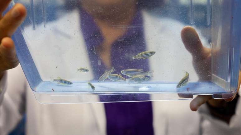 Seres humanos e zebrafish compartilham 70% do DNA