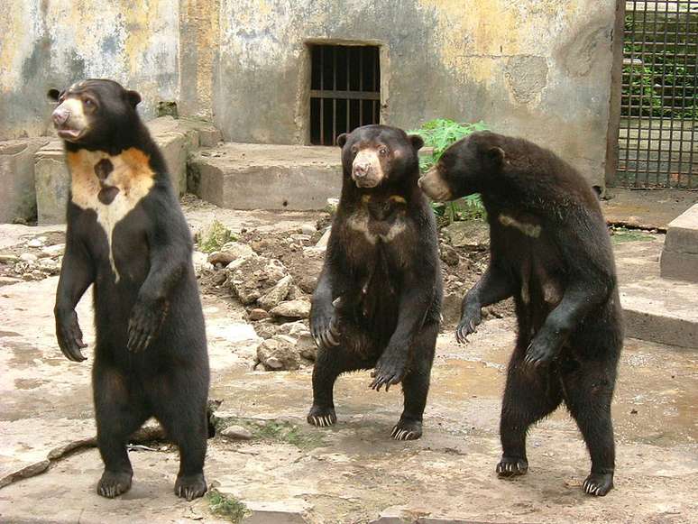 O urso-do-sol pode ficar em pé com facilidade