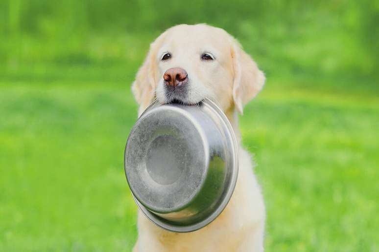 Entre dois e seis meses de idade, os cachorros requerem uma alimentação especial 