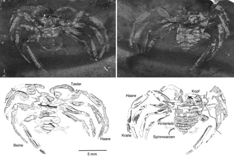 Fósseis de Arthrolycosa wolterbeeki (topo) e desenho interpretativo (abaixo). 