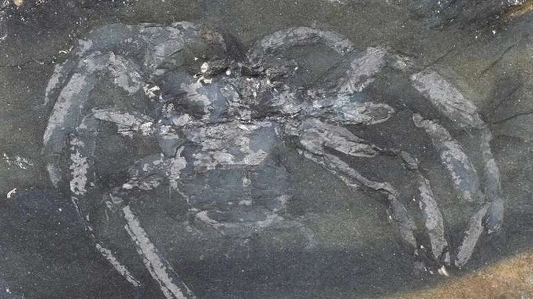  Jason Dunlop descreveu o fóssil da aranha mais antiga da Alemanha até o momento