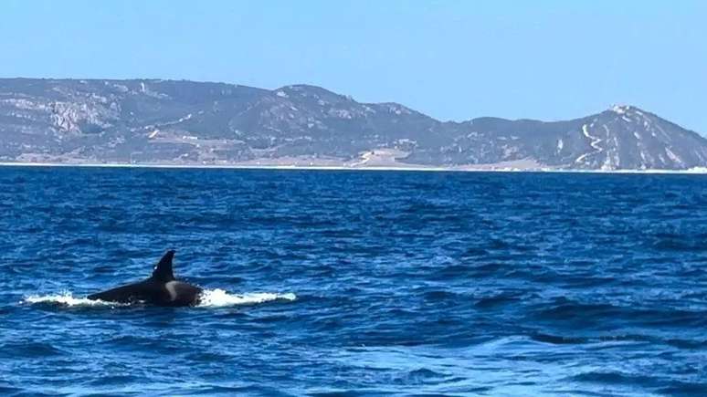 Orcas ibéricas caçam atum em uma das vias navegáveis ​​mais movimentadas do mundo - o Estreito de Gibraltar