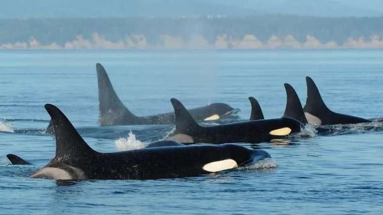 orcas