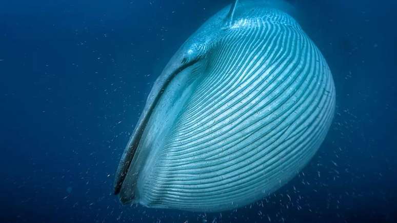 As maiores baleias azuis podiam chegar a quase 200 toneladas, mas isso era antes da caça comercial de baleias