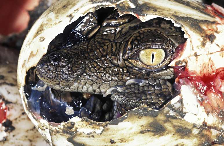 Em junho, foi registrado o nascimento virginal de uma crocodilo fêmea na Costa Rica