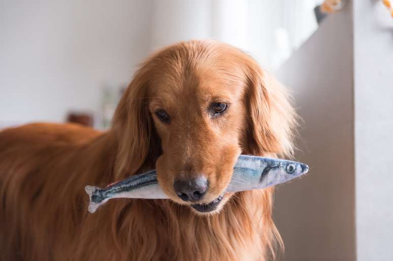 Peixe crus podem conter bact&eacute;rias&nbsp;e causar intoxica&ccedil;&atilde;o alimentar em c&atilde;es 