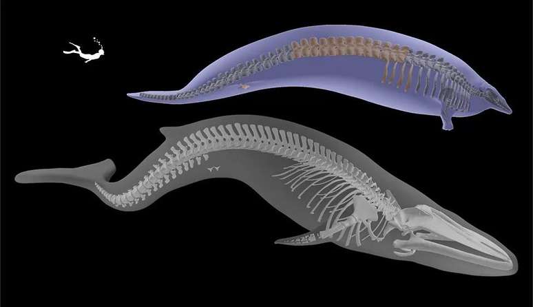 Perucetus teria sido mais baixo que a baleia azul média, mas muito mais pesado