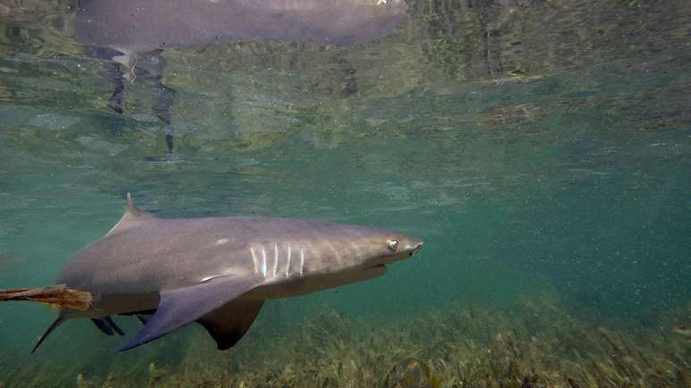 Algumas esp&eacute;cies de tubar&otilde;es, como o tubar&atilde;o-lim&atilde;o, conseguem discernir melhor certas cores em diferentes horas do dia