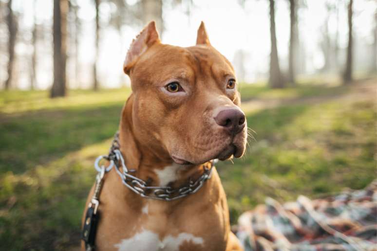 É importante fornecer ao cão uma dieta equilibrada e nutritiva 