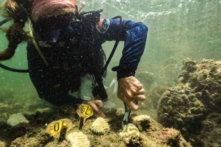 Ondas de calor no Oceano estão matando corais