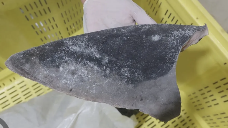 Barbatana apreendida durante opera&ccedil;&atilde;o do Ibama, em junho de 2023