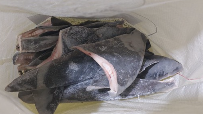 Barbatanas de tubar&atilde;o congeladas apreendidas pelo Ibama em junho deste ano, em Santa Catarina. A&ccedil;&atilde;o encontrou 28,7 toneladas do produto suspeitos de ilegalidade