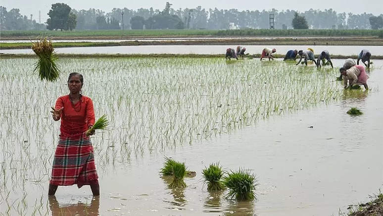 Agricultores plantam mudas de arroz em uma fazenda inundada na Índia