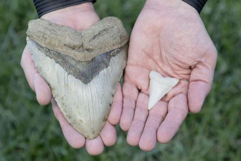 O tamanho dos dentes do megalodonte (&agrave; esq., ao lado de dente de grande tubar&atilde;o-branco) confundiu os cientistas que tentaram calcular qual seria o tamanho da esp&eacute;cie extinta de tubar&atilde;o