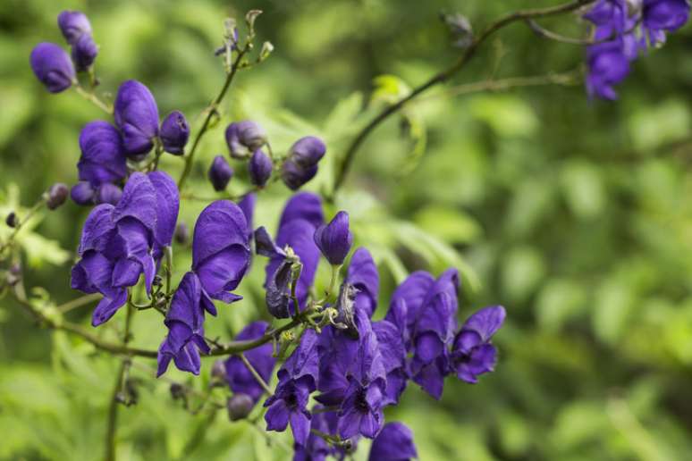 Planta venenosa acônito é chamada nos Estados Unidos de wolfsbane; na série da Netflix, Ginny e Geórgia, é possível ver uma das protagonistas fazendo o uso de seu veneno