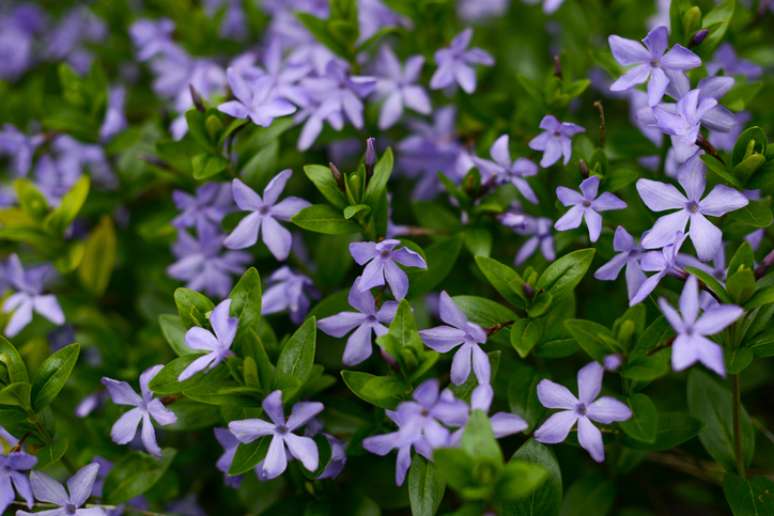 A vinca também é conhecida por vinca minor no Brasil