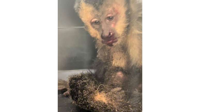 Macaco-prego machucado ap&oacute;s ser v&iacute;tima de descarga el&eacute;trica; ele n&atilde;o sobreviveu