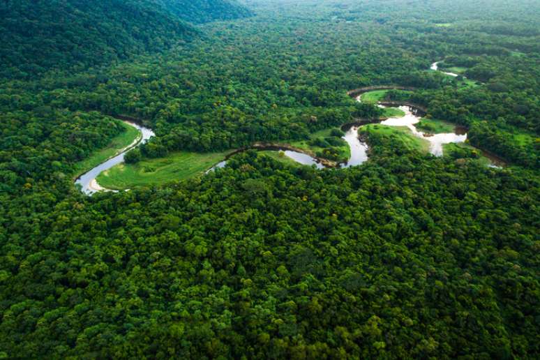 Descubra quais são os ecossistemas brasileiros