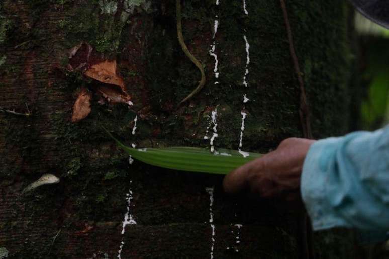 O conhecimento sobre os benefícios da selva faz parte da formação das crianças