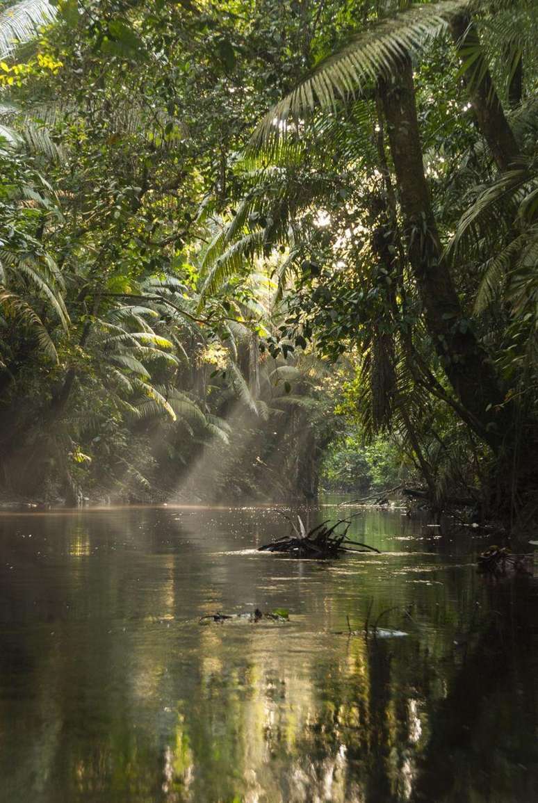 A beleza da Amazônia