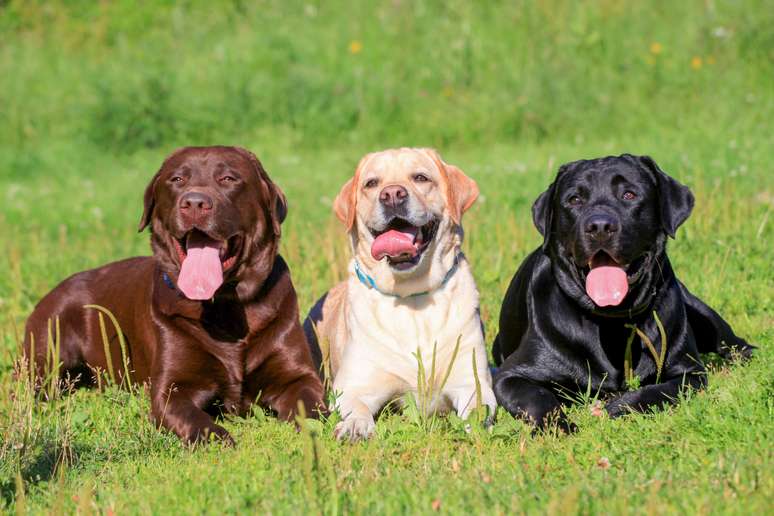 Os cães interagem com outros pets que eles gostam 